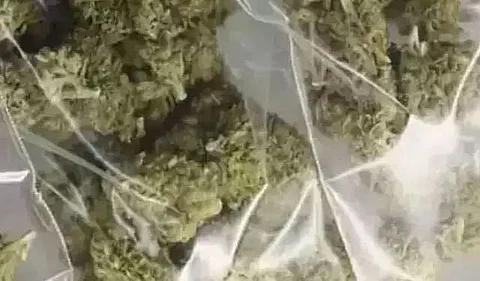 299.7 kg cannabis seized in Simalbari village
