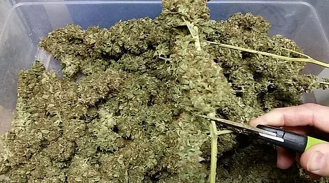 Meghalaya Police seized huge cache of cannabis