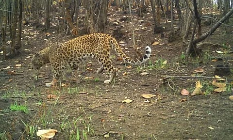 13 leopards spotted in Sila Reserve Forest
