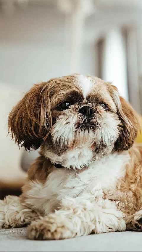 5 summer treats for your pet