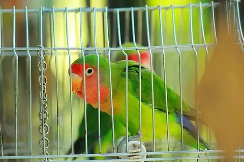 Caging Birds? Beware !!