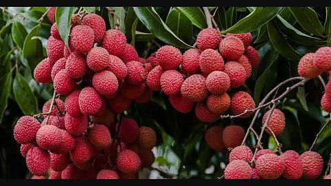 Litchi Day celebrated by Krishi Vigyan Kendra in Sonitpur district