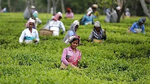 Assam's Pabhojan Gold Tea Sold For Rs 1 lakh Per Kg