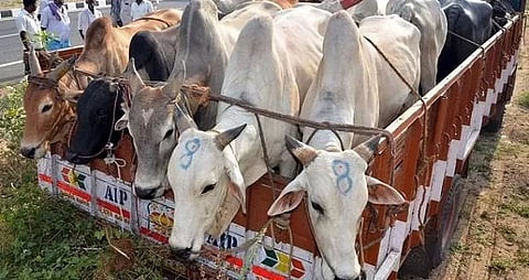 BSF seizes smuggled cattle in Meghalaya