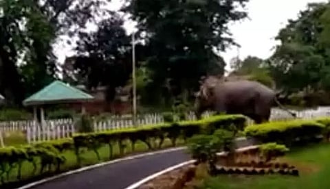 Wild elephant enters Nagaon DC's residential campus, destroys boundary wall