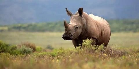 SDRF route for wildlife damage compensation
