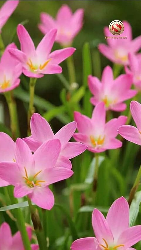 Monsoon is Here! Flowers to grow in Rainy Season