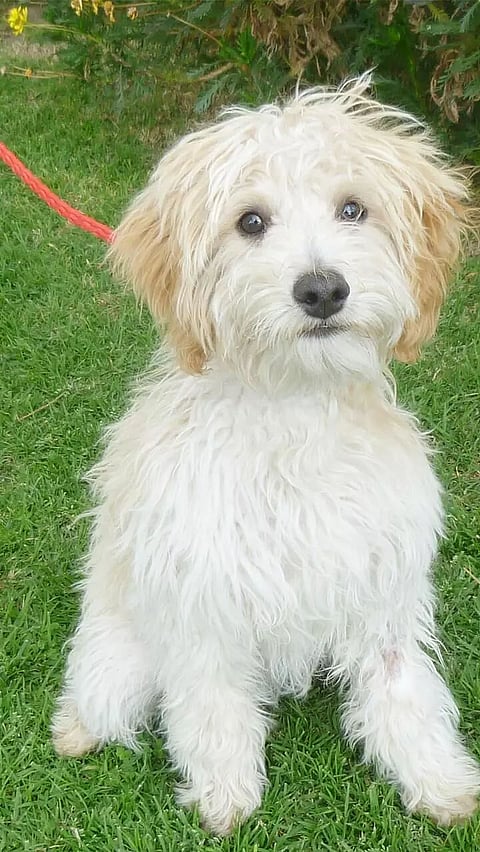 The Cutest Hypoallergenic Dog Breeds You Can Own