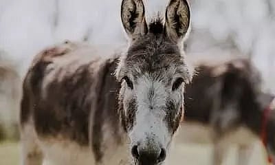 'Africa's donkeys being slaughtered for Chinese medicine'