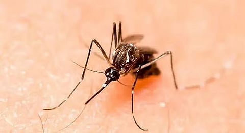 Assam: 10 Dead, 90 Infected With Japanese Encephalitis