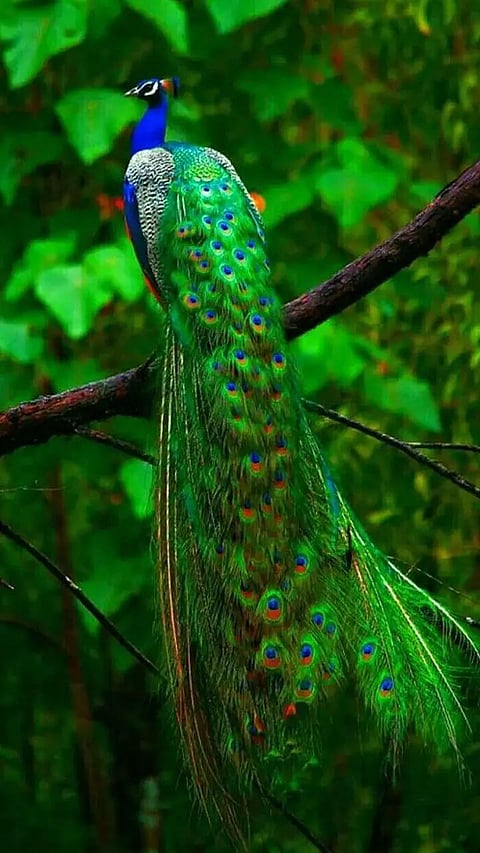 Natural Heritage of India