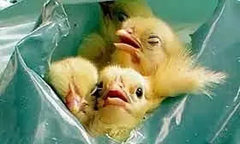 Killing of chicks gone up alarmingly: PETA