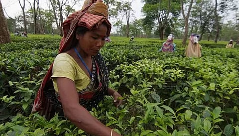 Assam small tea growers in the doldrums