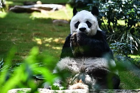 World's longest-living giant Panda dies at 35