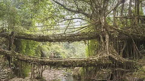 Meghalaya's root bridge in initial list for World Heritage Site