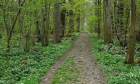 Assam Government Approves Creation Of 2nd Wildlife Sanctuary In Barak Valley