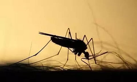 Japanese Encephalitis in Assam: 3 More Deaths Reported, Toll Rises to 47