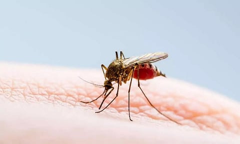 Japanese encephalitis (JE) claims 3 more lives in Assam