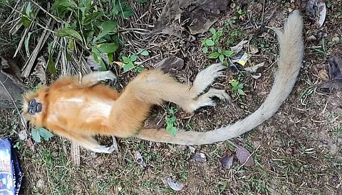 Golden Langur dies due to electric short circuit in Khagarpur area of Bongaigaon district