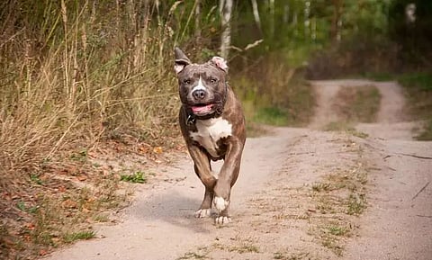 PETA renews call for ban on foreign dog breeds after 2nd pitbull attack