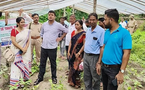 Off-season tomato cultivation in Barpeta district