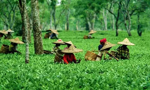 Assam Orthodox Specialty Tea Fetches Rs 22K Per Kg At Kolkata Auction Market