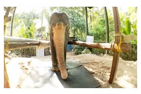 88-yr-old 'Tara' hogs limelight on World Elephant Day