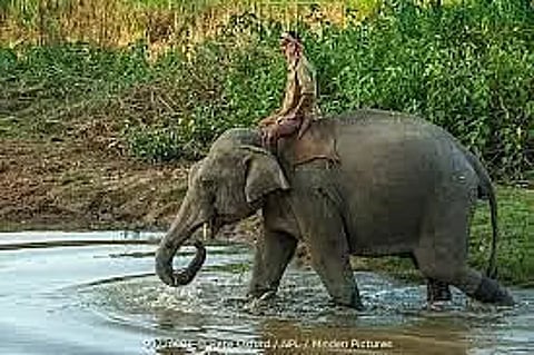 Assam Forest Department issues directive; owners will have to produce elephants for verification
