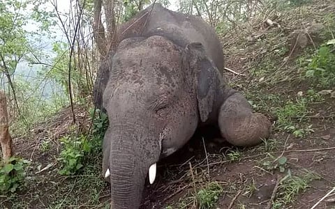 Poachers shoot elephant dead, decamp with trunk and tail along Assam-Meghalaya border