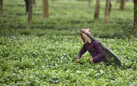 Assam government to spend Rs 180-crore for small tea growers' development