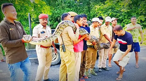 Assam: 14.9-Feet Long Burmese Python Rescued In Baksa