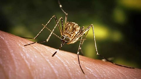 After Assam, Japanese Encephalitis crops up in Mizoram