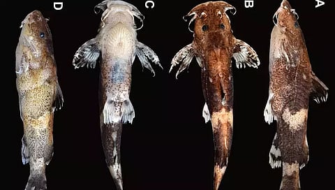 Meghalaya: New Catfish Species 'Pseudolaguvia Meghalayaensis' Discovered In North Garo Hills