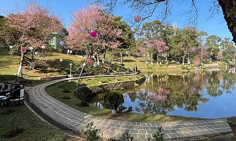 Meghalaya: Shillong Cherry Blossom Festival is Back! All You Need To Know