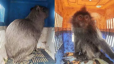 Exotic wildlife seized in Mizoram; 2 held from State's Kolasib district