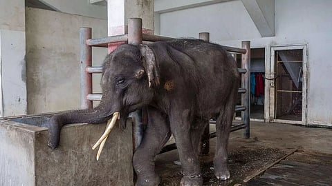 New video shows continued torture of Assam elephant in Tamil Nadu temple