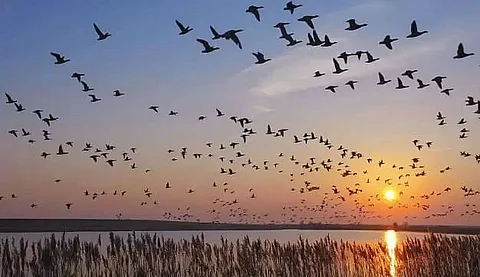 Welcome programme organised of migratory birds in Dima Hasao