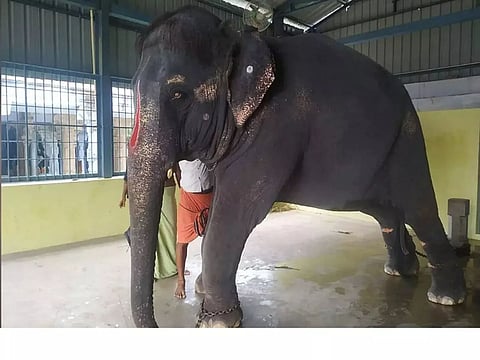 In Tamil Nadu Temple Elephant Beaten & Abused by Mahouts: Tragic Story of Assam's Joymala
