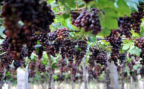 Mizoram Govt Allows Local Grapes to be Processed as Wine