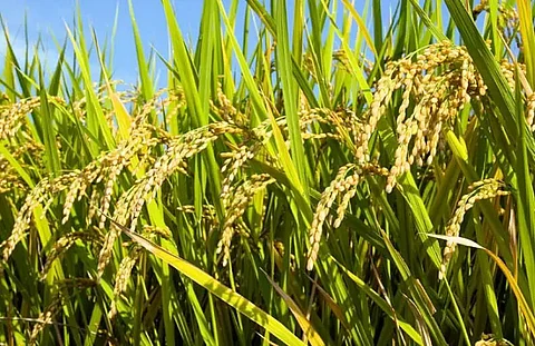 PADDY PROCUREMENT: All-time high record in Assam
