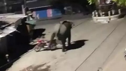 Wild elephant goes on rampage in Sonitpur district