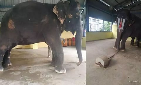 Assam: Relief for Joymala As Govt Sends Team from Forest Dept to Bring Her Back Home