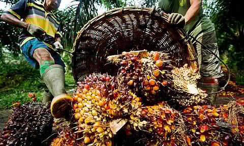 Assam to Yield Benefits of Palm Oil by 2025, 2 Lakh Hectares Identified for Cultivation