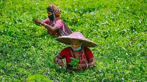 Dispur Notifies Enhanced Tea Garden Workers' Wages