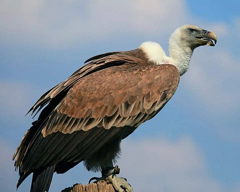 Vulture Awareness Day: WWF Launches Bring Back the Vultures' Poster