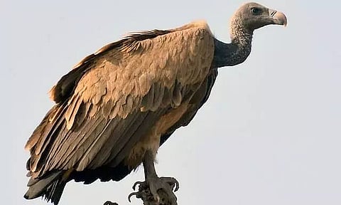 'Bring Back the Vulture' Poster Launched