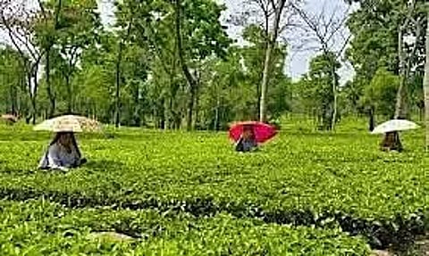 ATTSA Flays Mandatory Approval of MP, MLA for Schemes