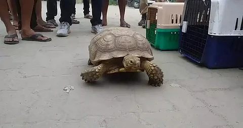 Rangiya Police seized 40 exotic animals from abroad