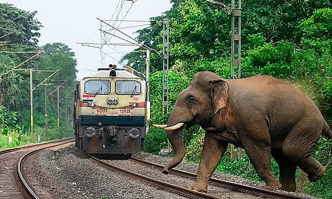 Assam: Wild Elephant Dies After Being Hit By Cement- Laden Train In Hojai District
