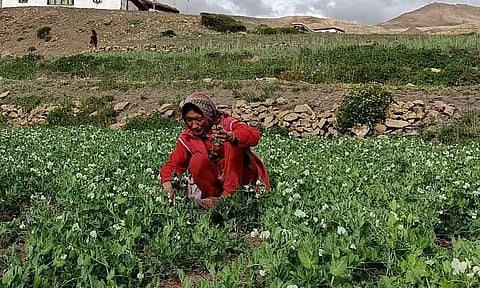 1.71 Lakh Farmers Grow Chemical-Free Crops In Himachal